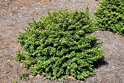 Whorled Class Viburnum (Viburnum obovatum 'Whorled Class') at Lakeshore Garden Centres