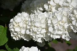 Sharon Kay Doublefile Viburnum (Viburnum plicatum 'Shakaz') at Lakeshore Garden Centres
