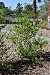 Finch's Golden Possumhaw Holly (Ilex decidua 'Finch's Golden') at Lakeshore Garden Centres