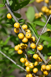 Finch's Golden Possumhaw Holly (Ilex decidua 'Finch's Golden') at Lakeshore Garden Centres