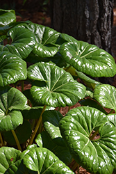 Giant Leopard Plant (Farfugium japonicum 'Giganteum') at Lakeshore Garden Centres
