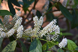 Chinese Sweetspire (Itea chinensis) at Lakeshore Garden Centres