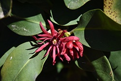 Miss Scarlett Illicium (Illicium floridanum 'JCJC') at Lakeshore Garden Centres