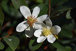 Snow Angel Magnolia (Magnolia laevifolia 'Snow Angel') at Lakeshore Garden Centres