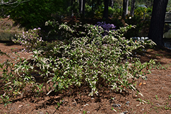 Sarah Eve Virginia Sweetspire (Itea virginica 'Sarah Eve') at Lakeshore Garden Centres