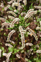 Sarah Eve Virginia Sweetspire (Itea virginica 'Sarah Eve') at Lakeshore Garden Centres