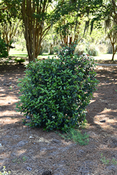 Spirit Laurustinus (Viburnum tinus 'Spirit') at Lakeshore Garden Centres