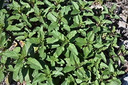 Basil Mint (Mentha x piperita 'Basil') at Lakeshore Garden Centres