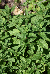 Mint Julep Spearmint (Mentha spicata 'Mint Julep') at Lakeshore Garden Centres