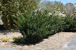 Pringle's Dwarf Shrubby Podocarpus (Podocarpus macrophyllus 'Pringle's Dwarf') at Lakeshore Garden Centres
