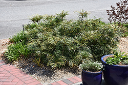 Soft Caress Mahonia (Mahonia eurybracteata 'Soft Caress') at Lakeshore Garden Centres