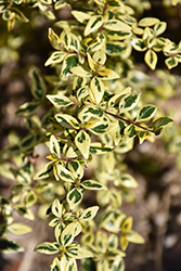 Lemon Zest Abelia (Abelia x grandiflora 'Hopleys') at Lakeshore Garden Centres