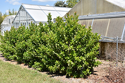 Sugar Cookie Sweet Viburnum (Viburnum odoratissimum 'Compact 01') at Lakeshore Garden Centres