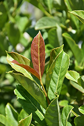 Sugar Cookie Sweet Viburnum (Viburnum odoratissimum 'Compact 01') at Lakeshore Garden Centres