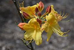 Solar Flare Azalea (Rhododendron 'QbackB') at Lakeshore Garden Centres