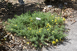 Berlandier's Sundrops (Calylophus berlandieri) at Lakeshore Garden Centres
