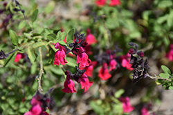 Maraschino Sage (Salvia 'Maraschino') at Lakeshore Garden Centres