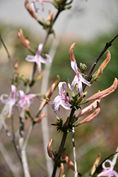 Pinky Anisacanthus (Anisacanthus puberulus) at Lakeshore Garden Centres