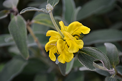 Turkish Sage (Phlomis russeliana) at Lakeshore Garden Centres