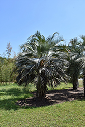 Mexican Blue Palm (Brahea armata) at Lakeshore Garden Centres