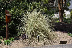 Silver Comet Pampas Grass (Cortaderia selloana 'Silver Comet') at Lakeshore Garden Centres