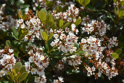 Georgia Petite Indian Hawthorn (Rhaphiolepis x delacourii 'Georgia Petite') at Lakeshore Garden Centres
