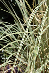 Silver Comet Pampas Grass (Cortaderia selloana 'Silver Comet') at Lakeshore Garden Centres