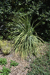 Linares Blue Texas Sotol (Dasylirion texanum 'Linares Blue') at Lakeshore Garden Centres