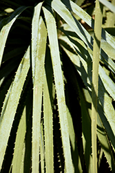 Linares Blue Texas Sotol (Dasylirion texanum 'Linares Blue') at Lakeshore Garden Centres