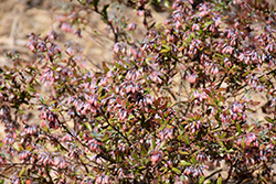 Native Blue Blueberry (Vaccinium darrowii 'Native Blue') at Lakeshore Garden Centres