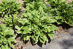 SunHosta Hosta (Hosta 'Sunhosta') at Lakeshore Garden Centres
