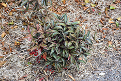 Red Hot Embers Coral Berry (Ardisia crenata 'sPG-3-001') at Lakeshore Garden Centres
