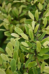 Spring Frost Evergreen Distylium (Distylium 'sPg-3-007') at Lakeshore Garden Centres