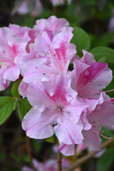 Encore Autumn Twist Azalea (Rhododendron 'Conlep') at Lakeshore Garden Centres