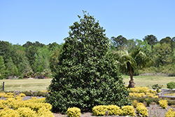 Emily Brunner Holly (Ilex 'Emily Brunner') at Lakeshore Garden Centres