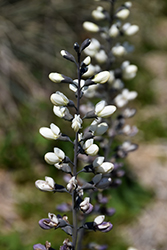 White False Indigo (Baptisia alba) at Peter Knippel Garden Centre