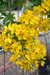 Easter Cassia (Senna pendula) at Lakeshore Garden Centres