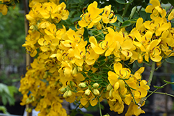 Easter Cassia (Senna pendula) at Lakeshore Garden Centres