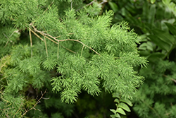 Ming Asparagus Fern (Asparagus retrofractus) at Lakeshore Garden Centres
