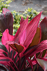 Red Sister Hawaiian Ti Plant (Cordyline fruticosa 'Red Sister') at Golden Acre Home & Garden