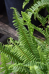 Sword Fern (Nephrolepis cordifolia) at Lakeshore Garden Centres