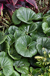 Giant Leopard Plant (Ligularia tussilaginea 'Gigantea') at Lakeshore Garden Centres