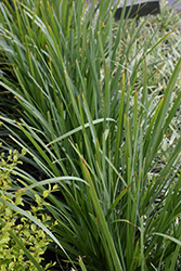 Breeze Dwarf Mat Rush (Lomandra longifolia 'LM300') at Lakeshore Garden Centres
