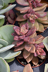 Vera Higgins Graptosedum (Graptosedum 'Vera Higgins') at Lakeshore Garden Centres