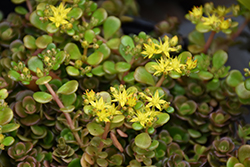 Chinese Sedum (Sedum tetractinum) at Lakeshore Garden Centres