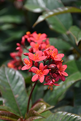 Peregrina (Jatropha integerrima) at Lakeshore Garden Centres