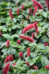Dwarf Chenille Plant (Acalypha pendula) at Lakeshore Garden Centres