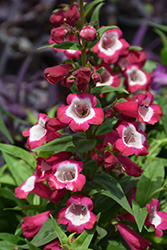 Phoenix Magenta Beard Tongue (Penstemon hartwegii 'Phoenix Magenta') at Lakeshore Garden Centres