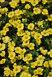 Little Sunshine Mecardonia (Mecardonia 'SAKMEC002') at Lakeshore Garden Centres