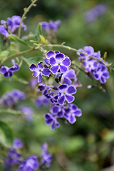 Sapphire Showers Duranta (Duranta erecta 'Sapphire Showers') at Lakeshore Garden Centres